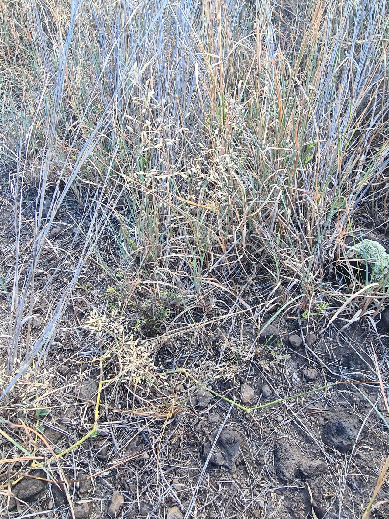 Eragrostis tenella habit