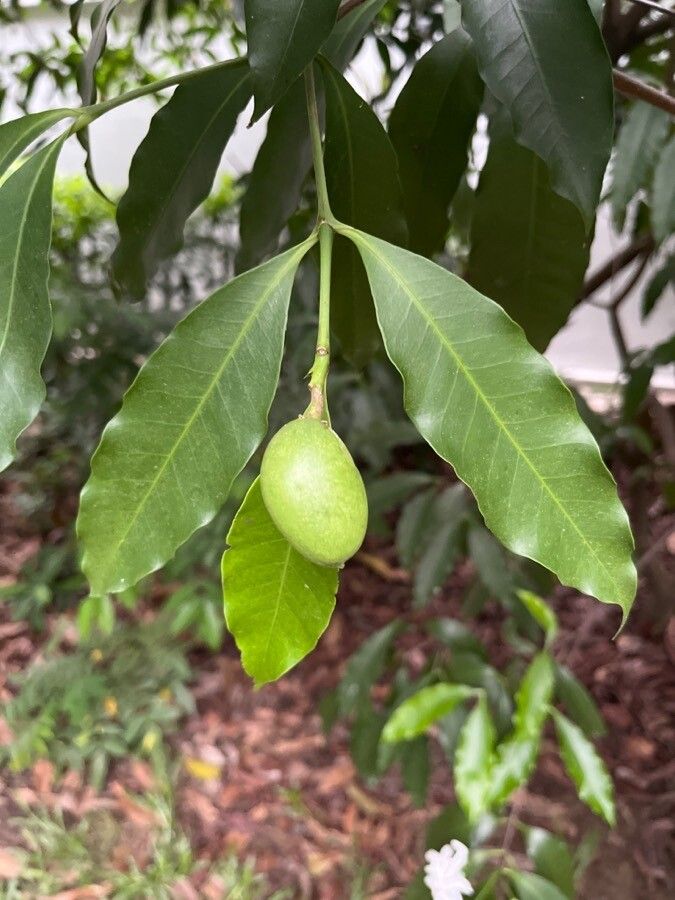 Tabernaemontana stapfiana fruit