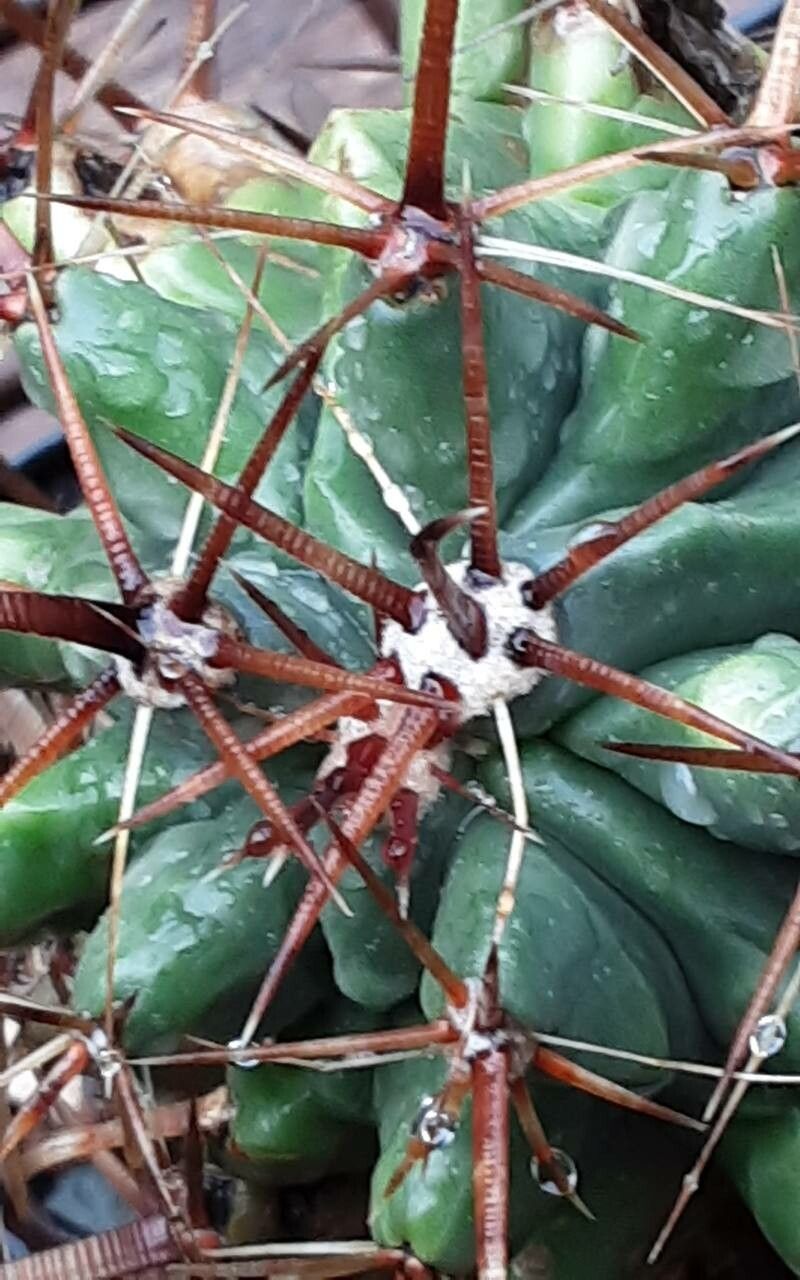 Ferocactus recurvus flower