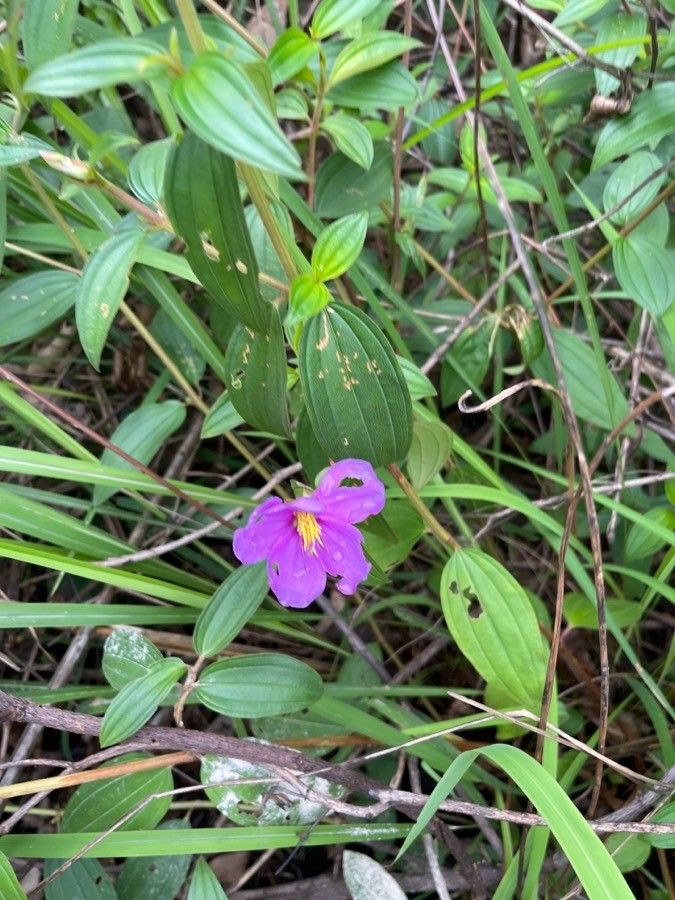 Melastoma polyanthum flower