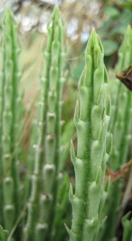 Stapelia similis — houseplant care guide