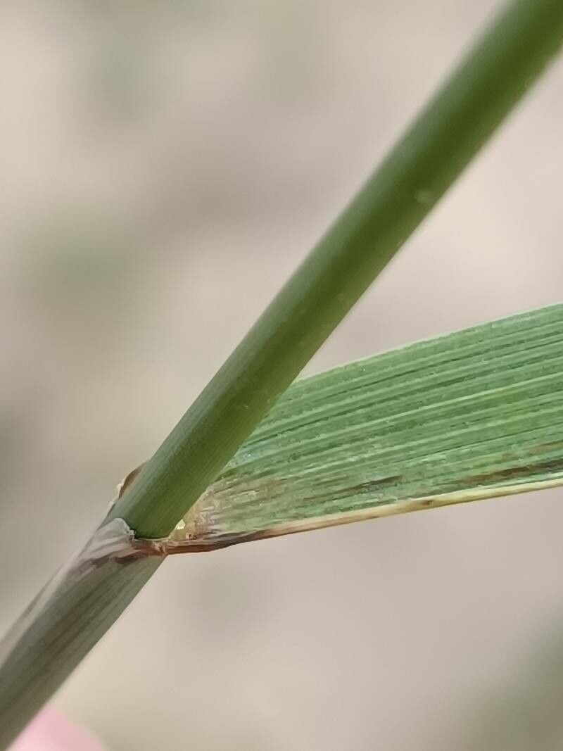 Elytrigia repens — houseplant care guide