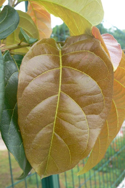 Combretum rotundifolium — search result for 'Combretum'