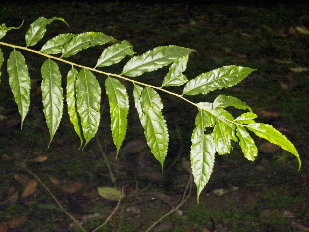 Xylosma chlorantha leaf