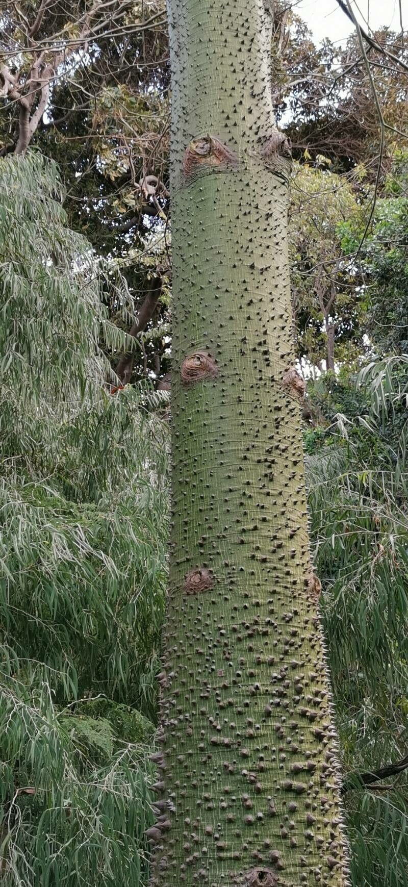 Ceiba pubiflora bark