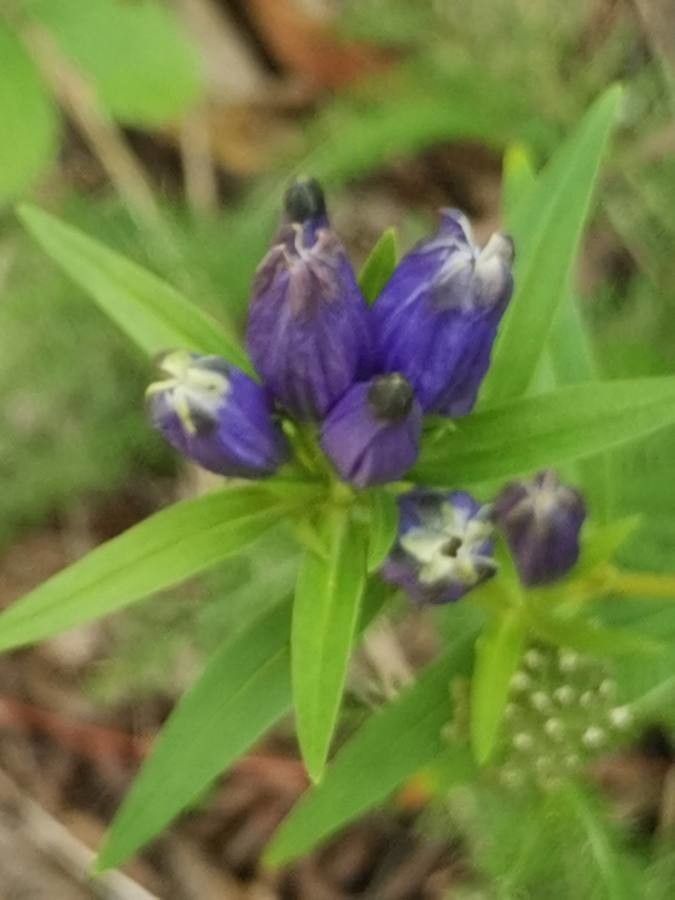 Gentiana linearis flower