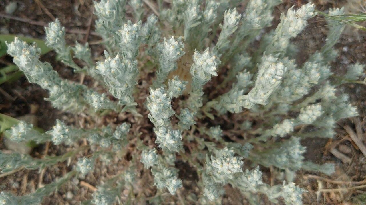 Bombycilaena erecta leaf