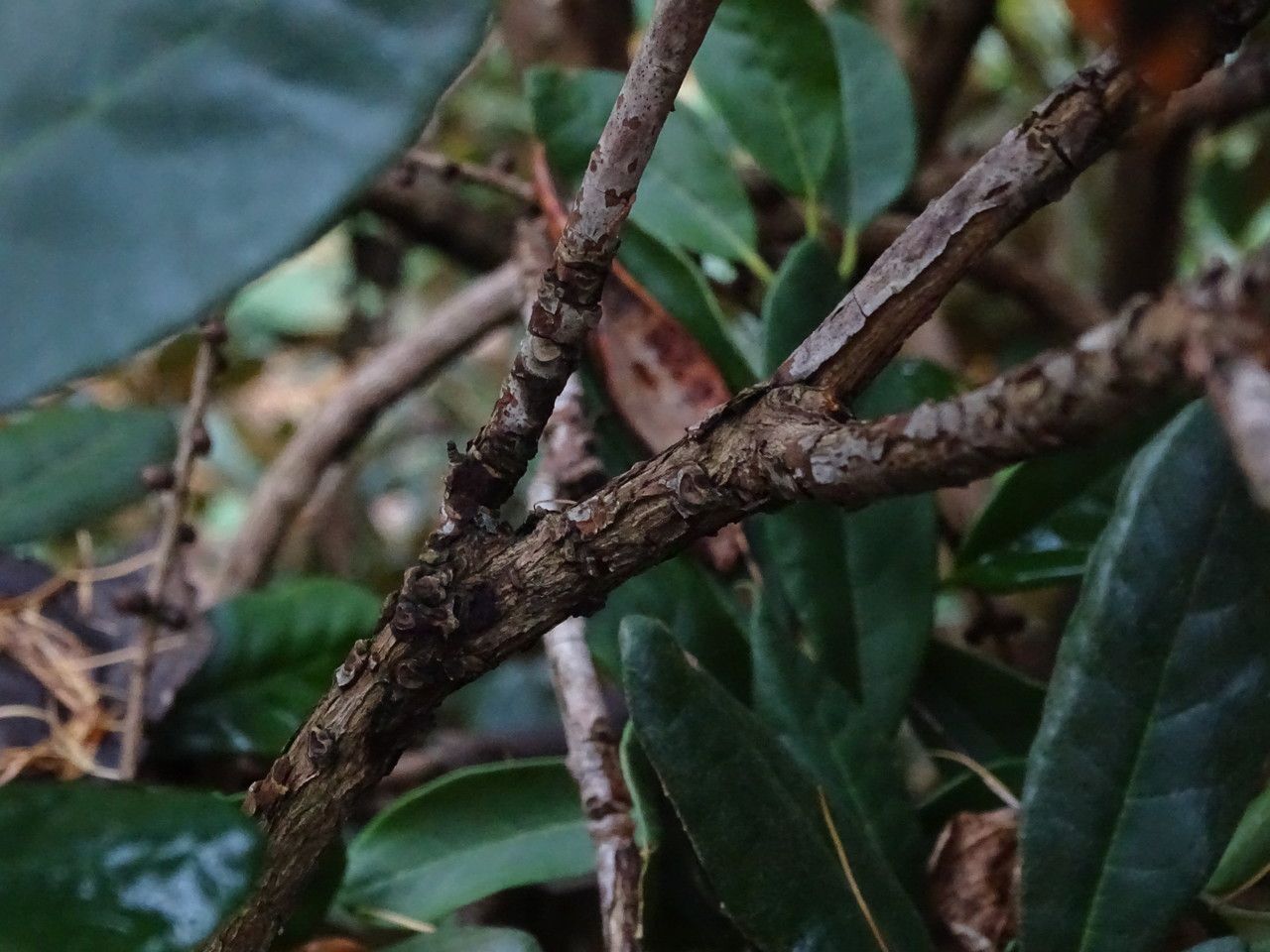Rhododendron smirnowii bark