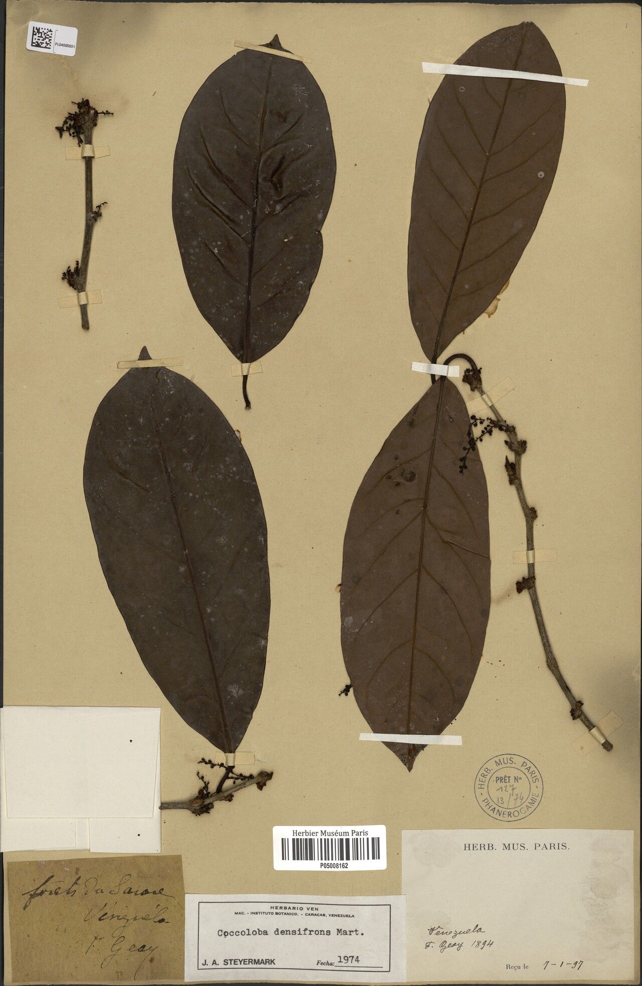 Coccoloba densifrons — houseplant care guide