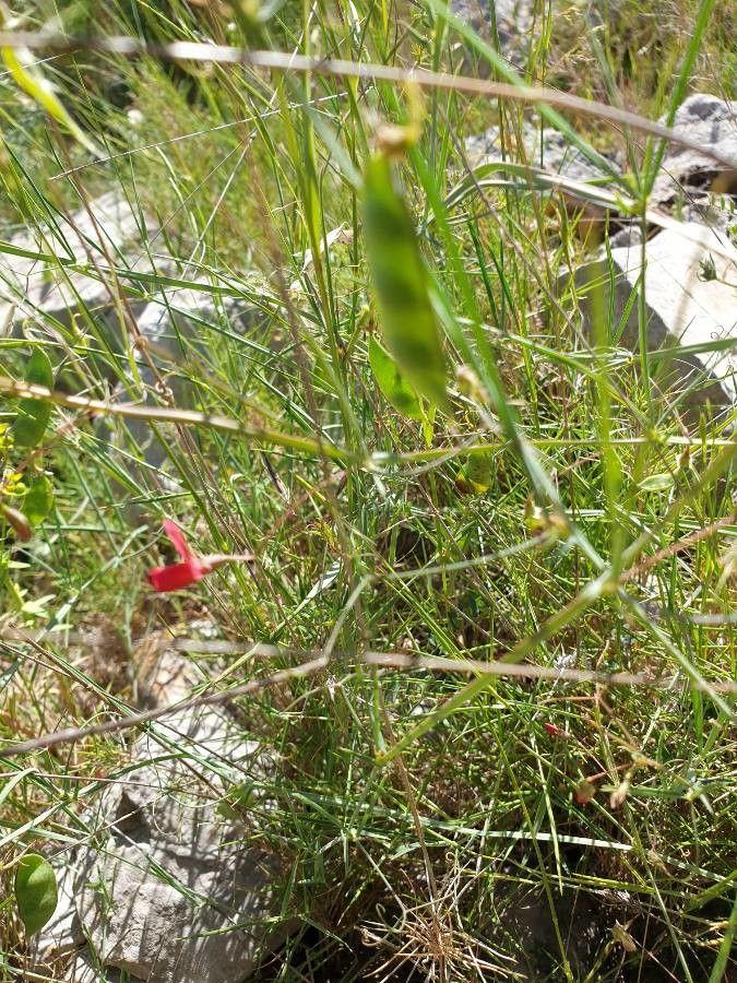 Lathyrus setifolius fruit