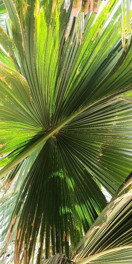 Corypha umbraculifera