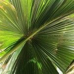Corypha umbraculifera