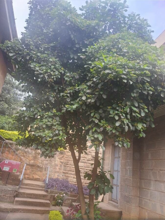 Psychotria capensis habit