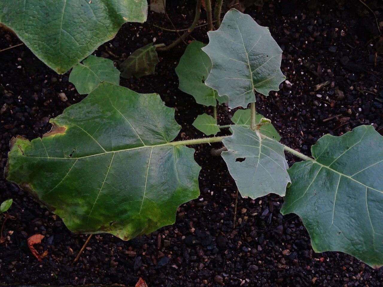 Solanum candidum — houseplant care guide