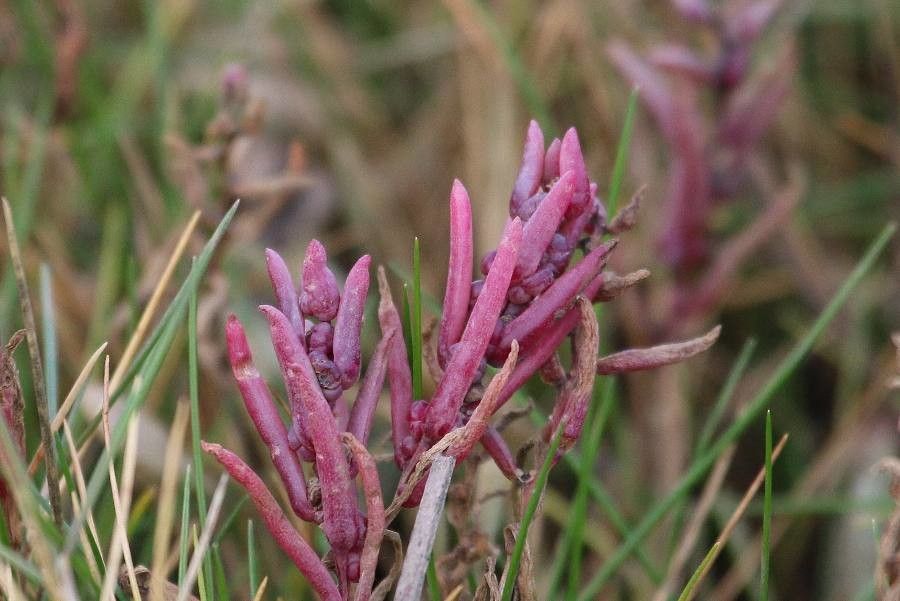 Suaeda maritima fruit