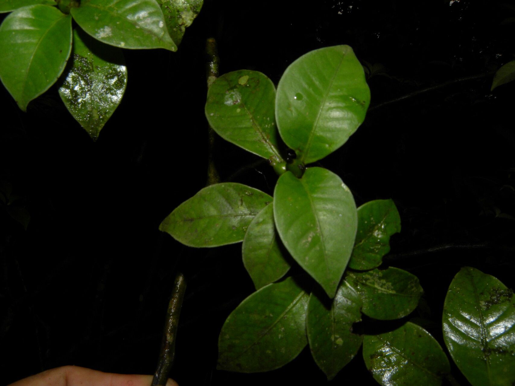 Psychotria parvifolia fruit