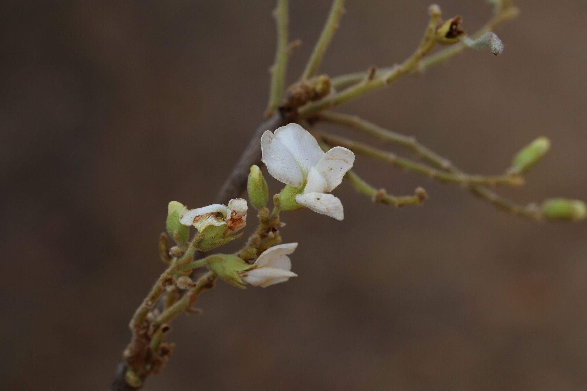 Dalbergia nitidula flower