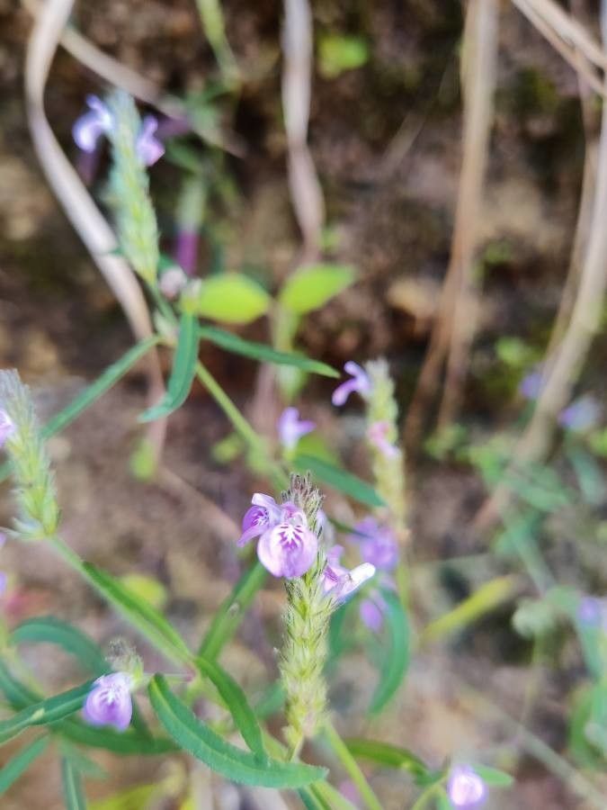 Justicia vahlii flower