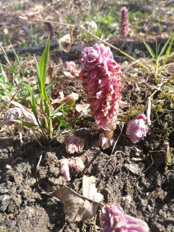 Lathraea squamaria — search result for 'Orobanchaceae'