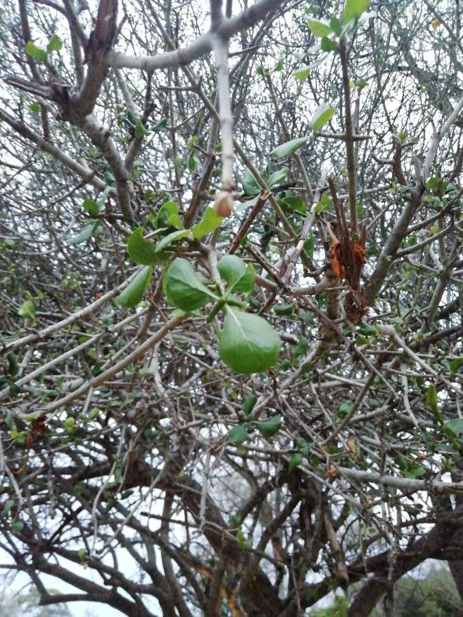 Gardenia volkensii leaf