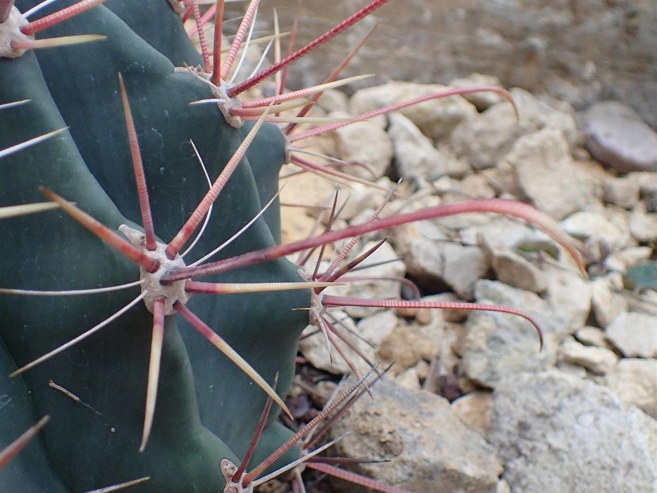 Ferocactus emoryi fruit