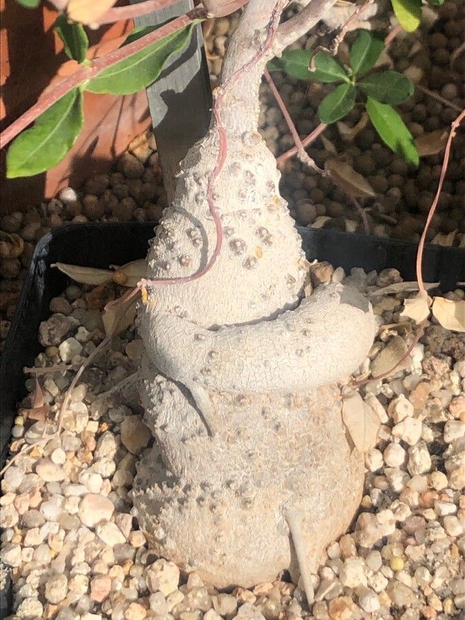 Fockea capensis bark