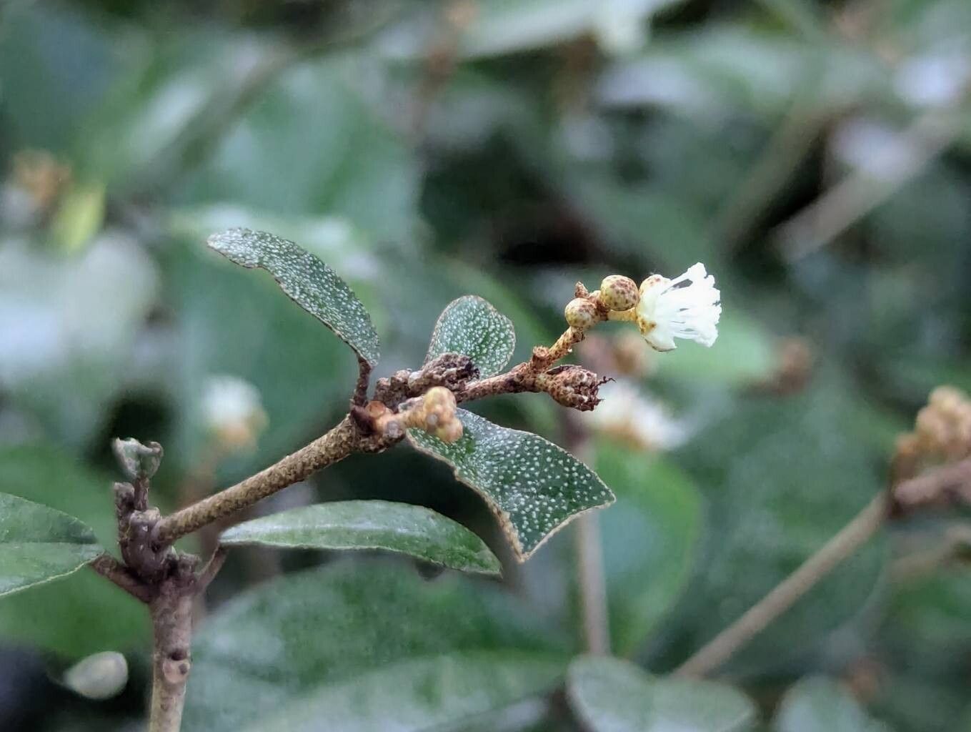 Croton eluteria flower