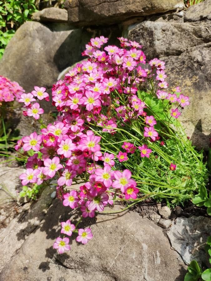 Saxifraga x arendsii habit