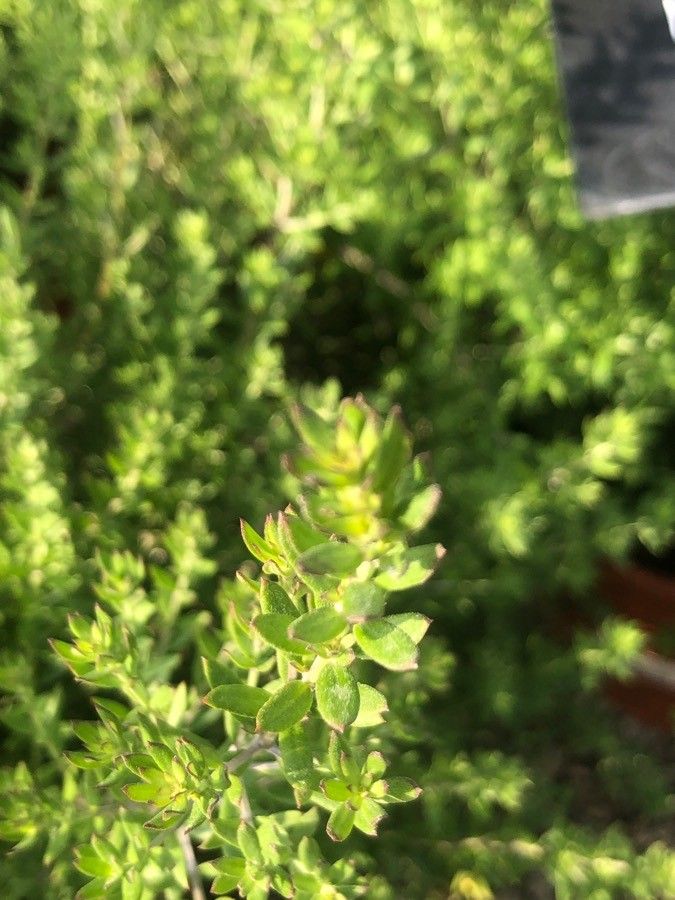 Westringia fruticosa leaf