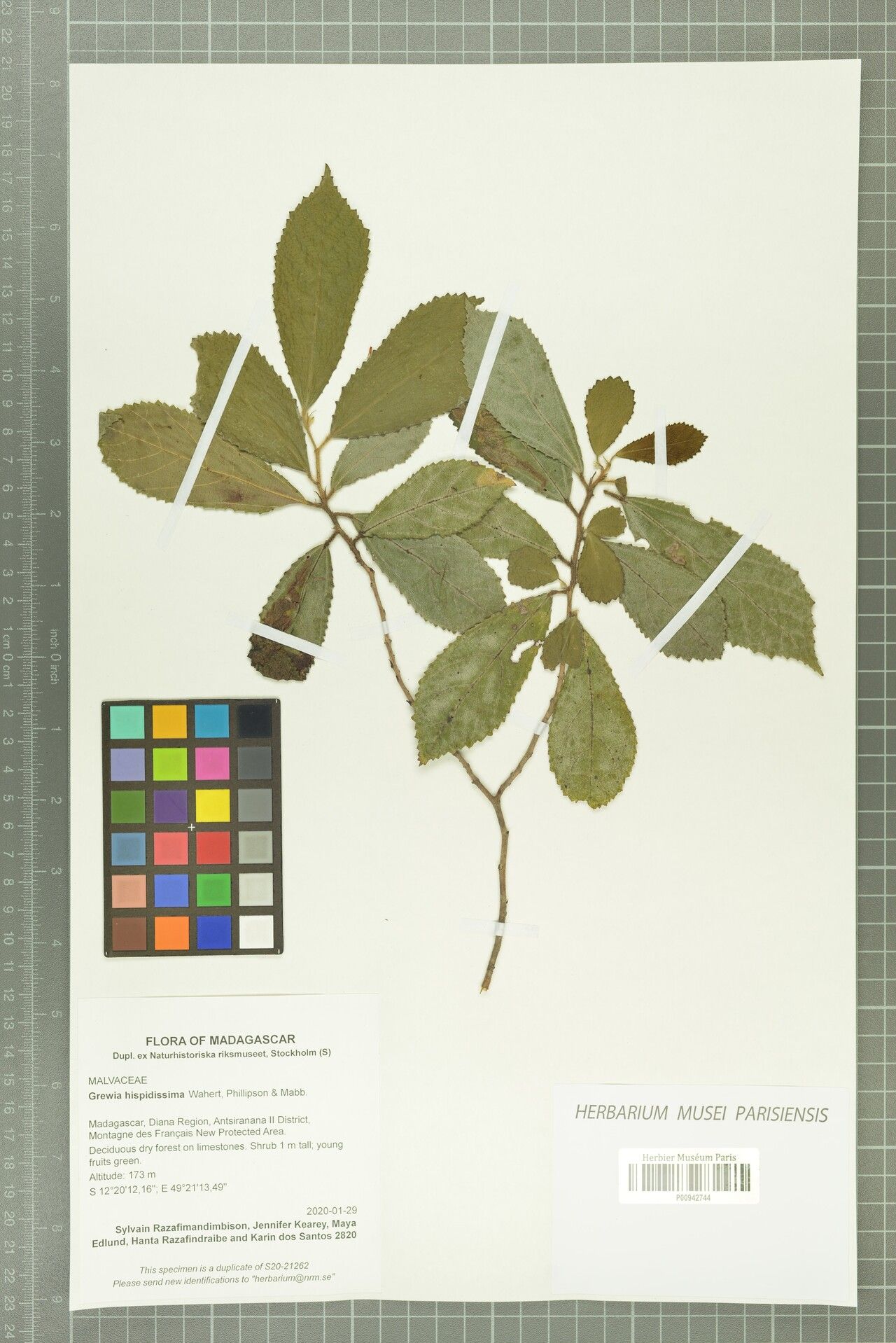 Grewia hispidissima — houseplant care guide