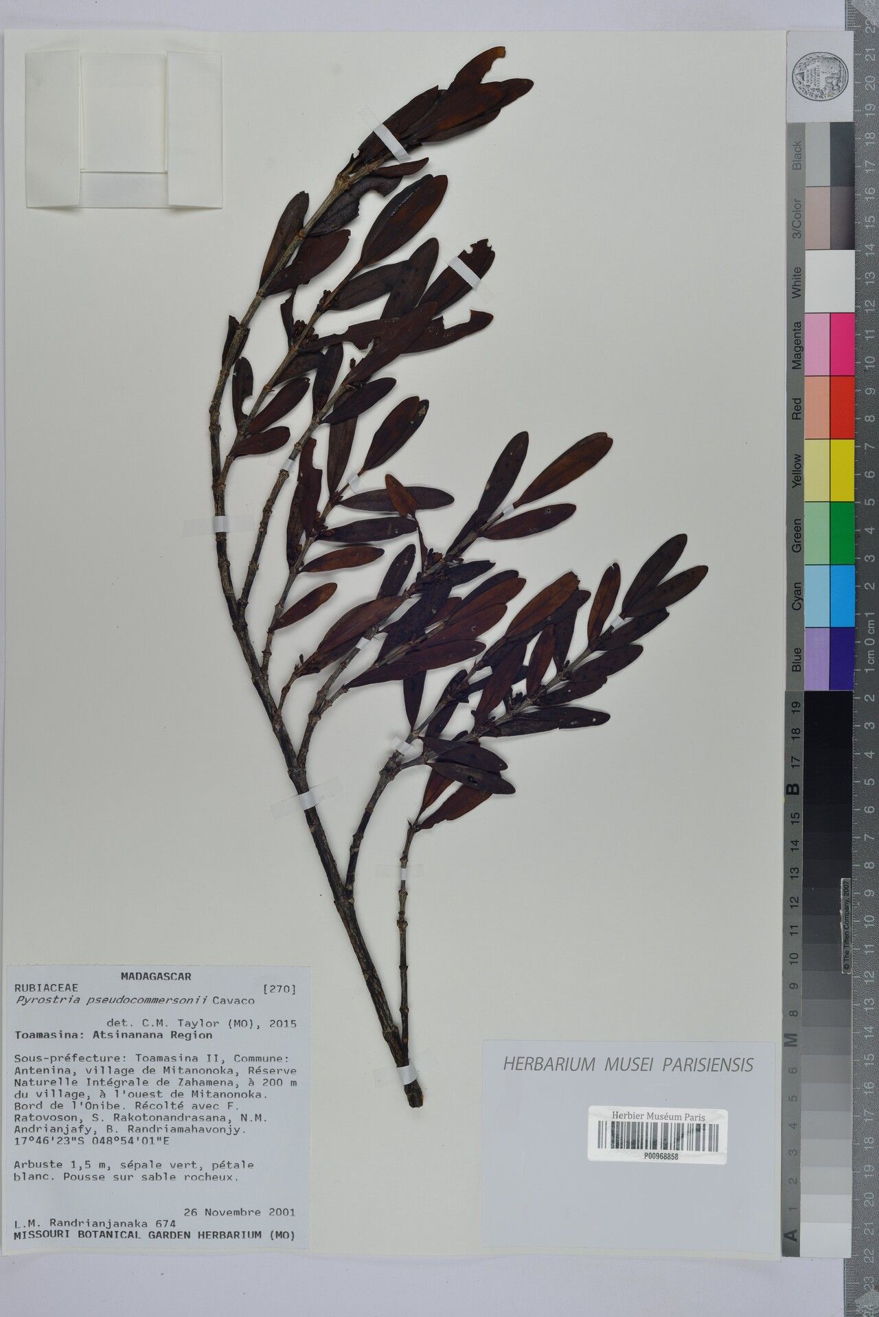 Pyrostria pseudocommersonii — houseplant care guide