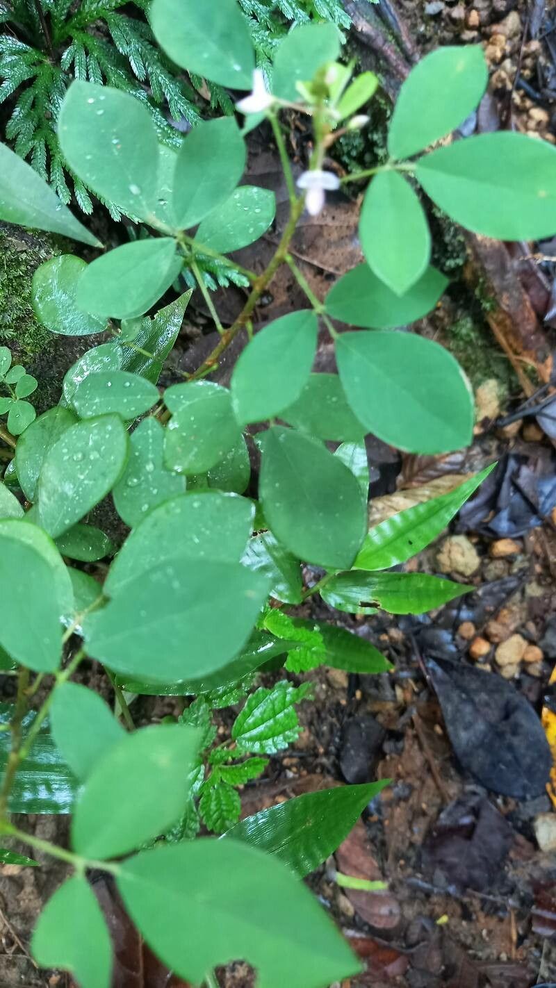 Desmodium adscendens leaf