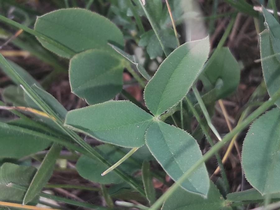 Trifolium montanum leaf