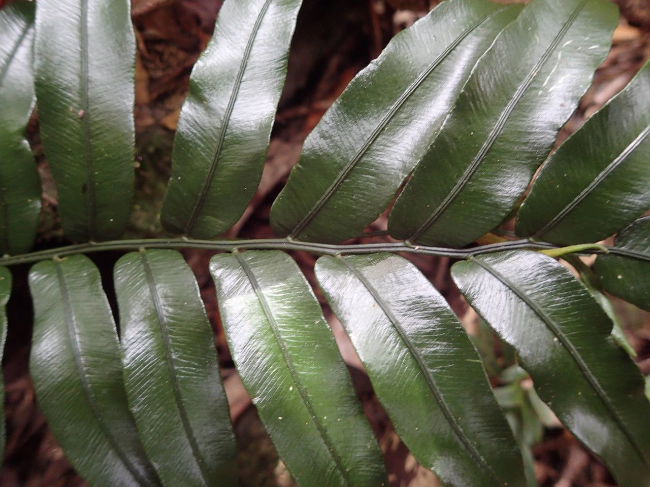 Lomariopsis pollicina bark