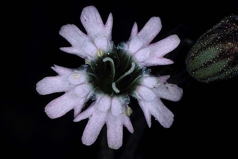 Silene grayi — houseplant care guide