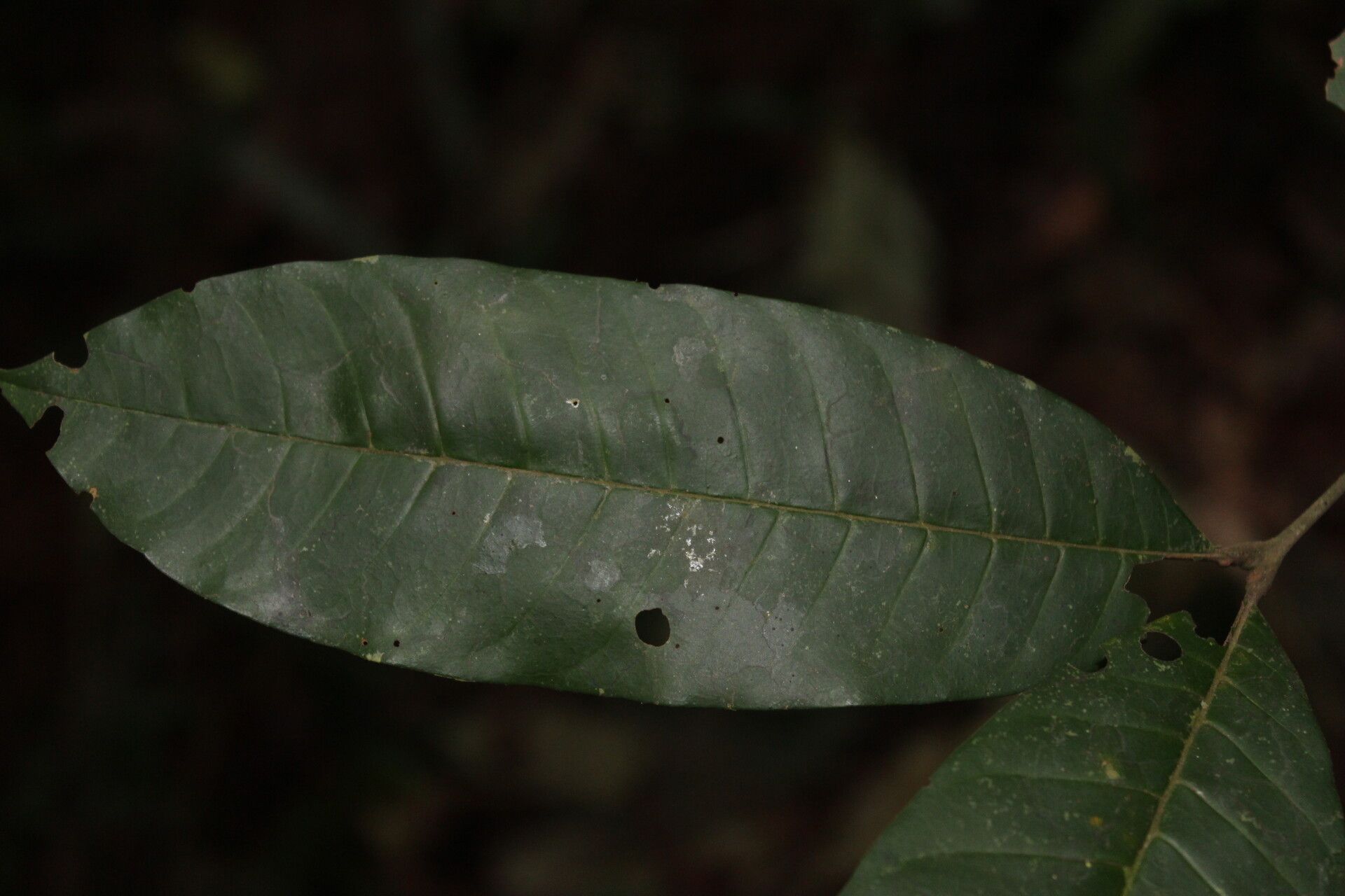 Leplaea thompsonii — houseplant care guide