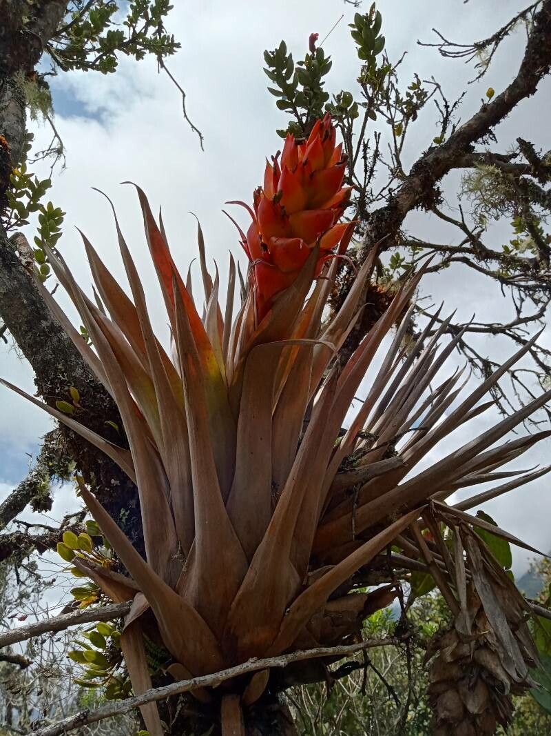 Tillandsia turneri habit