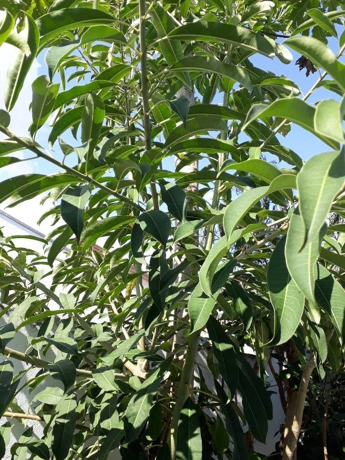 Ficus salicifolia — houseplant care guide