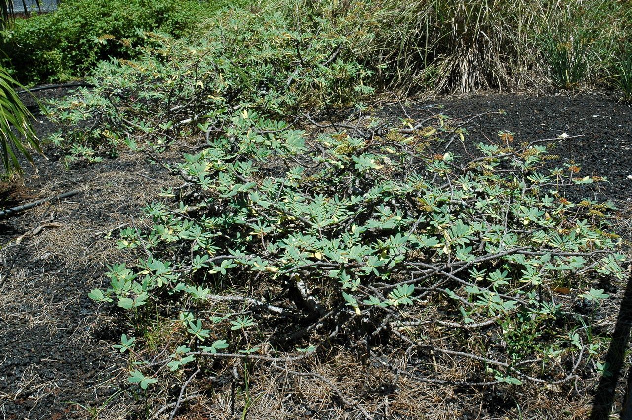 Euphorbia celastroides habit