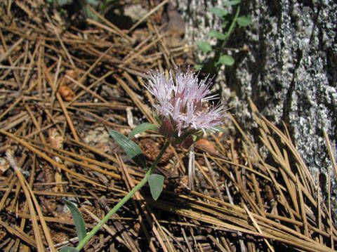Monardella australis — related species from the same genus