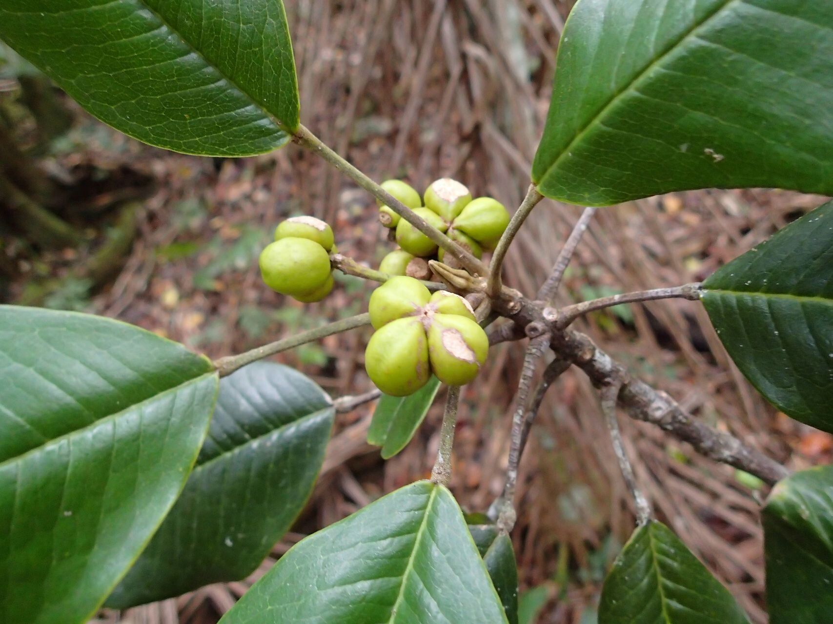 Sarcomelicope megistophylla fruit