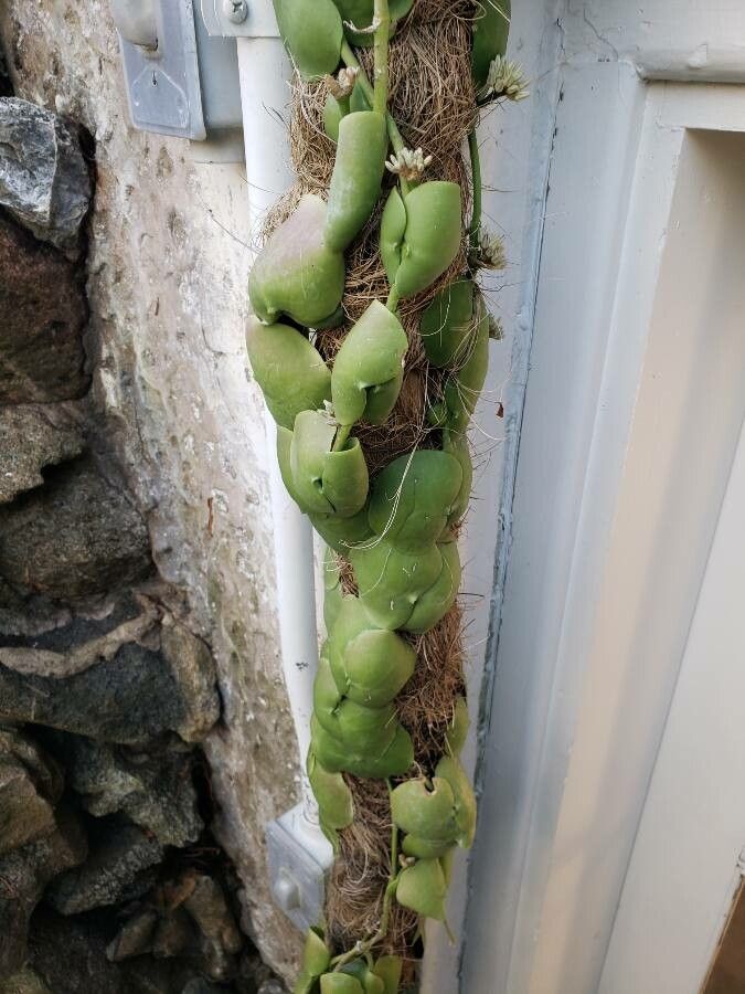Dischidia platyphylla habit
