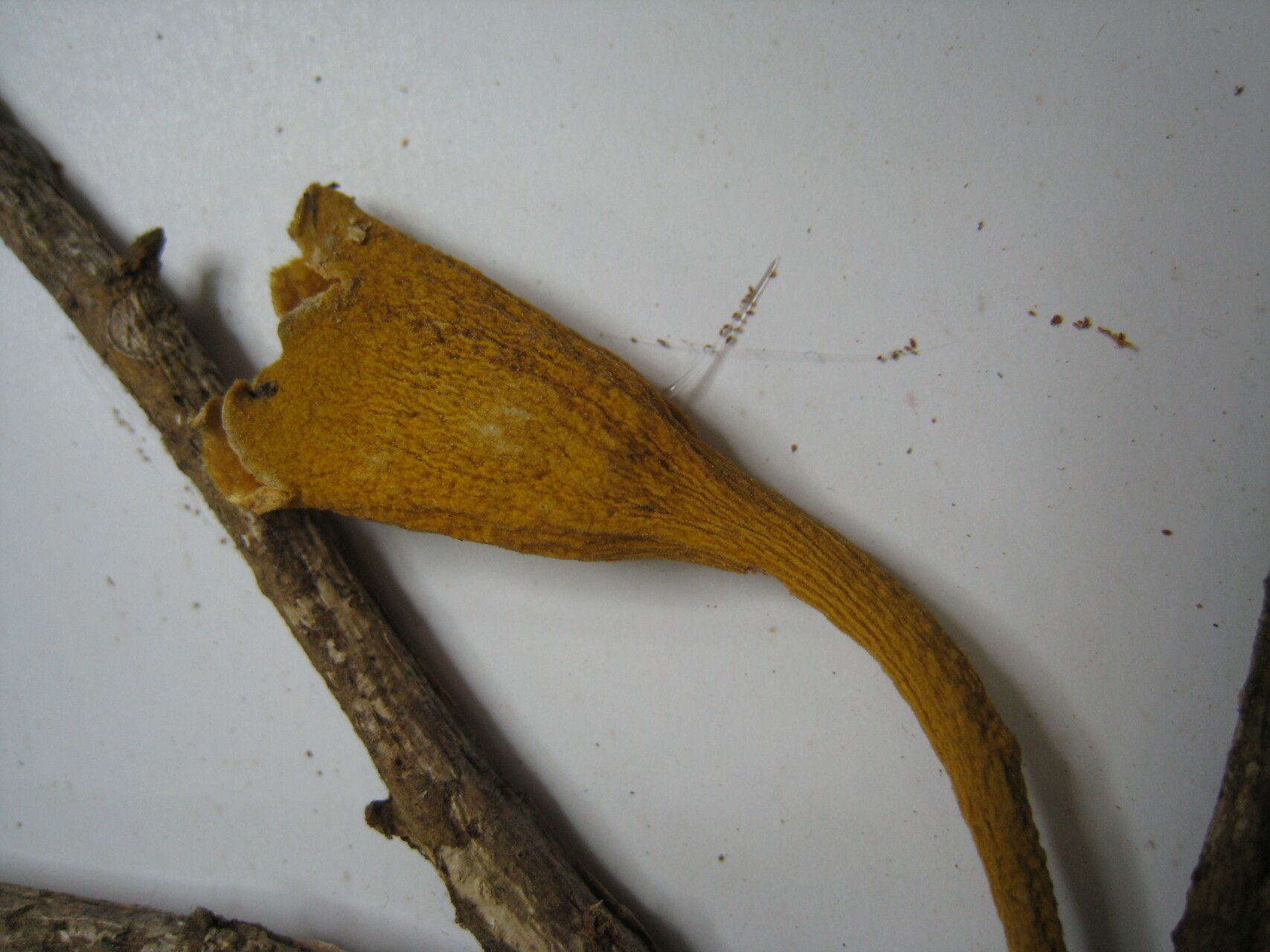 Matisia ochrocalyx other