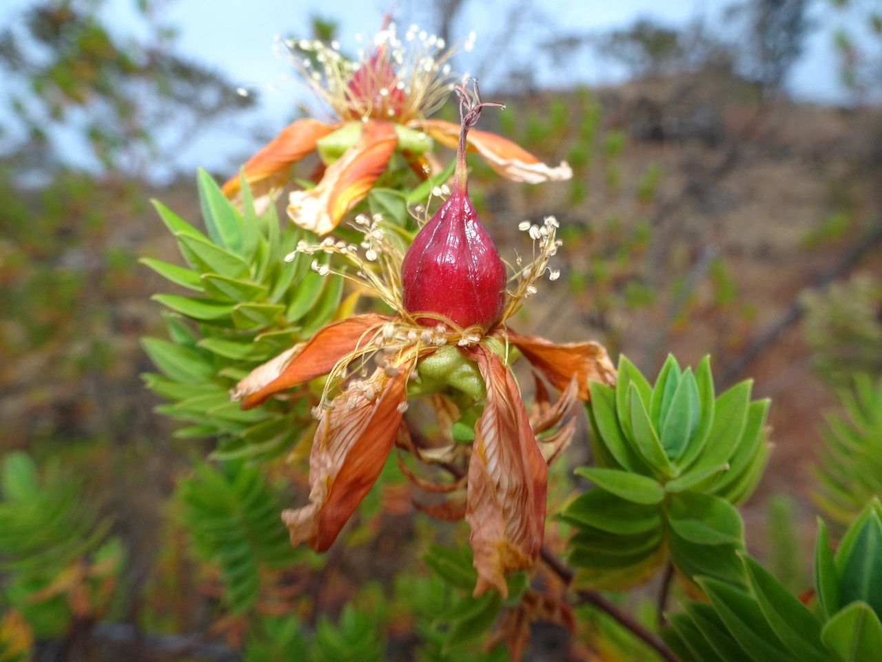 Hypericum revolutum fruit