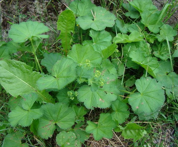 Alchemilla crinita — search result for 'Alchemilla'