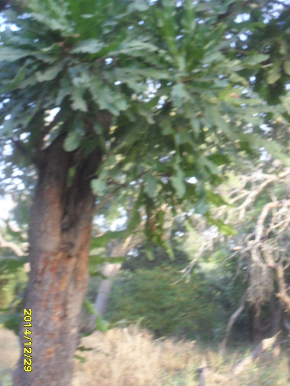 Lophira lanceolata habit