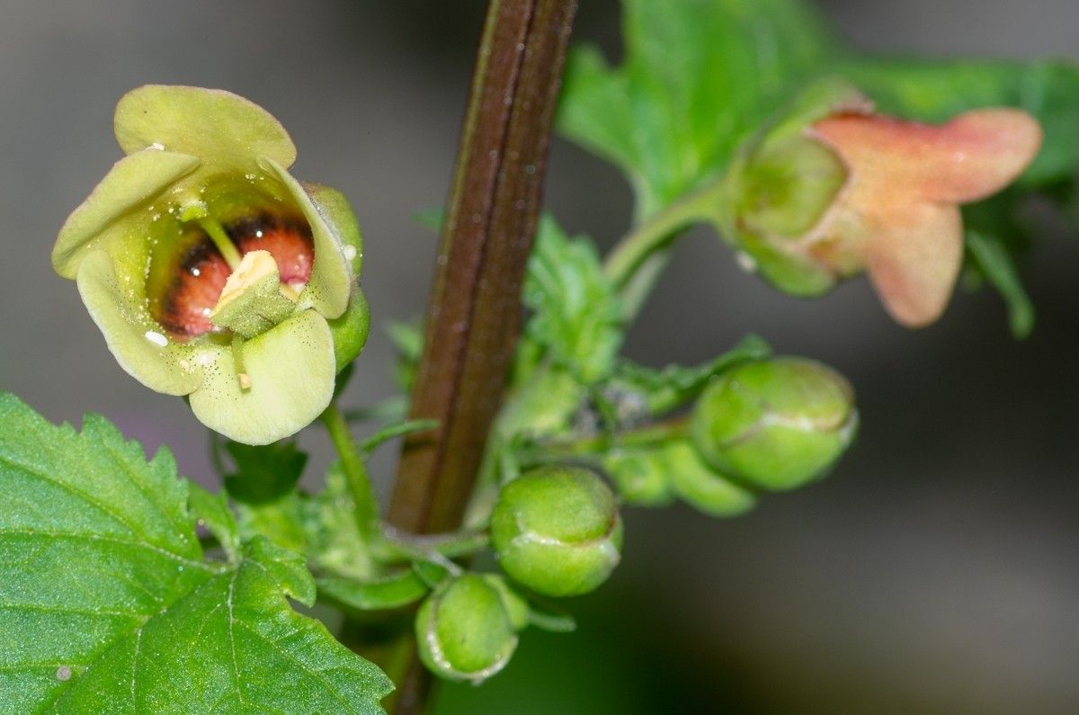 Scrophularia trifoliata fruit