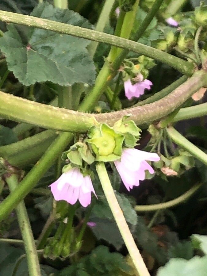 Malva nicaeensis flower