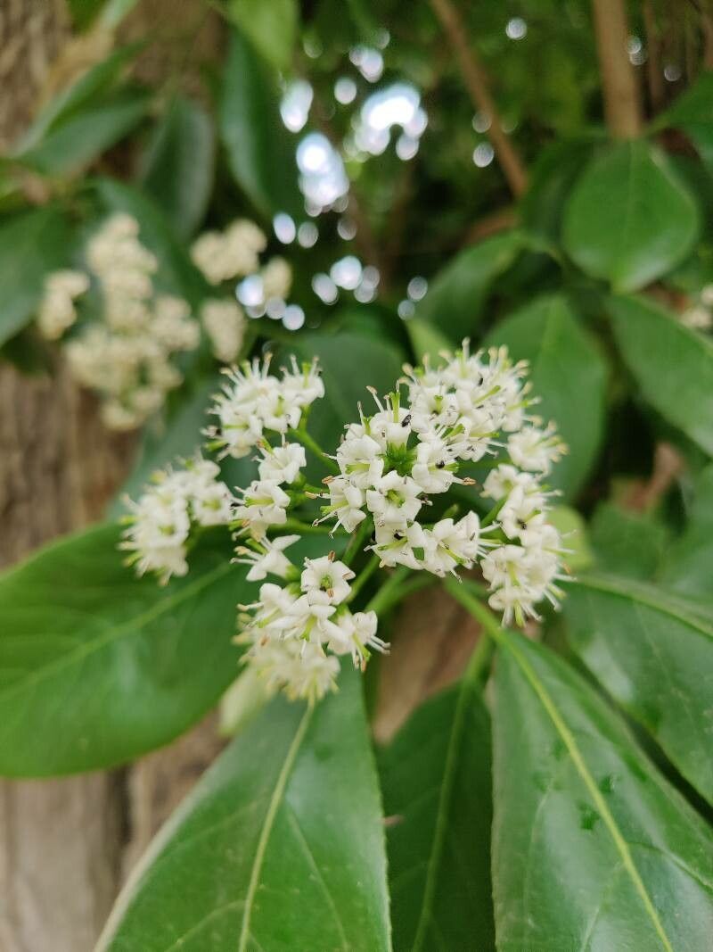 Ehretia macrophylla flower