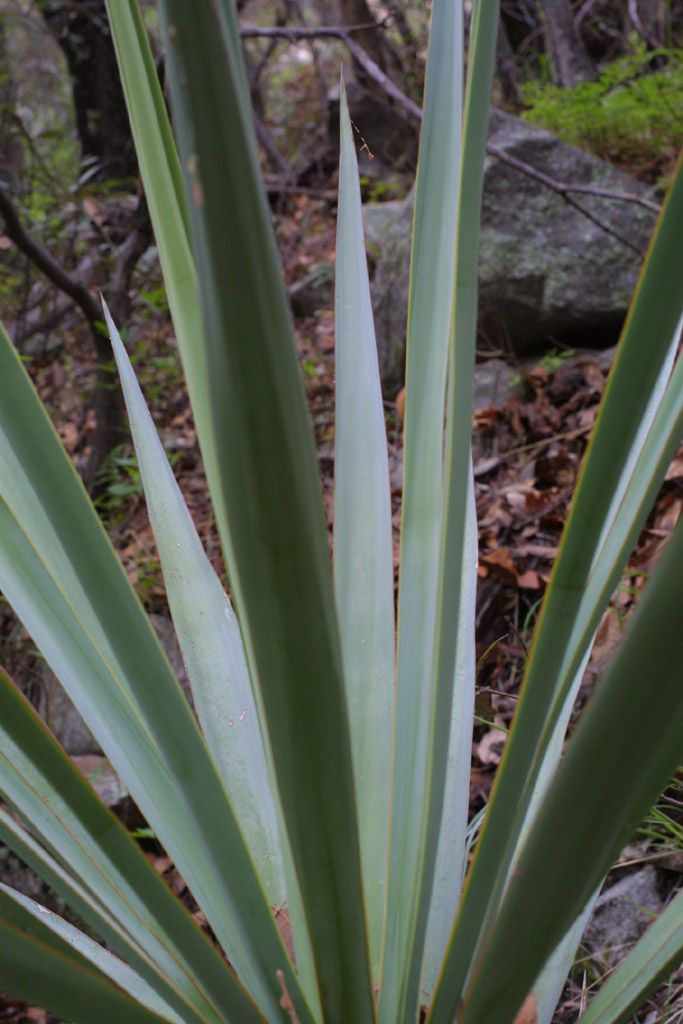 Yucca madrensis leaf